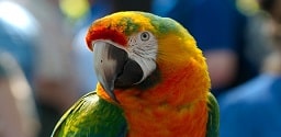 Parrot