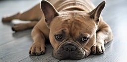 Bulldog Francés