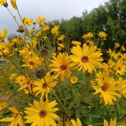 Bleuet Saint-Sulpice-la-Pointe France