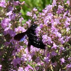 CelineV P&eacute;lasque France
