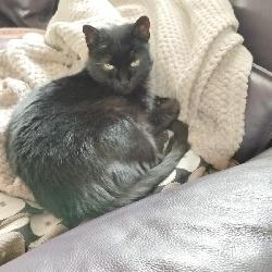 Chipie Brive-la-Gaillarde France