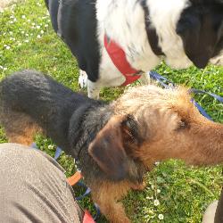 Chris86 Saint-Pierre-dExideuil France