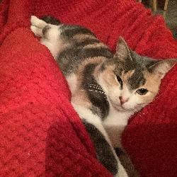 Clo05 Brian&ccedil;on France