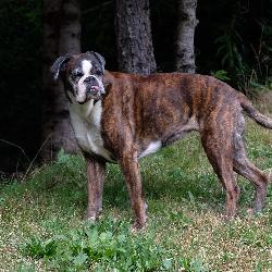 Felicien59 Aywaille Belgium