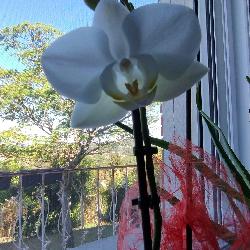 KATE81 Valence-d'Albigeois France