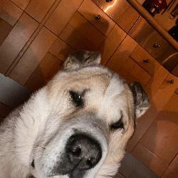 Saumos Saumos France