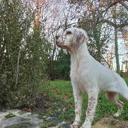 Verger Bavent France