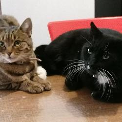 Zoecha Charleroi Belgium