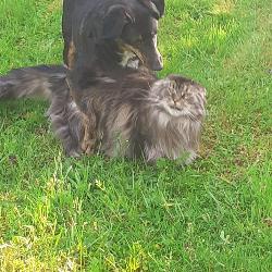 ariadne Saint-Martin-de-Mailloc France