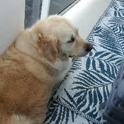 chamclo S&eacute;lestat France