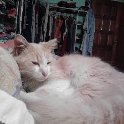 creole Le Tampon Reunion