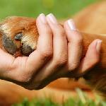 homesitter Perpignan France