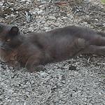 irene38 Les Aveni&egrave;res France