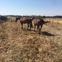 nkoula Les Br&eacute;viaires France