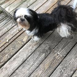 pakita Villenave-d'Ornon France