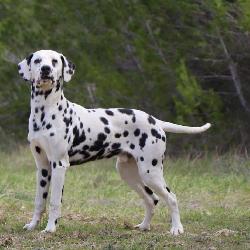 pizza Verqui&egrave;res France