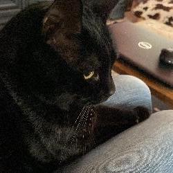 Rourou Langon France