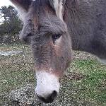 bianda Ghisoni France