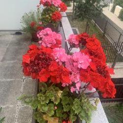 hollandais92 Meudon-la-For&ecirc;t France