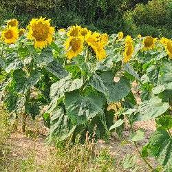 karo60 Compi&egrave;gne France