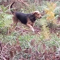 nylesor19 Lagorce France