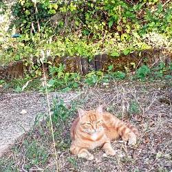 pomponnette Aulnay France