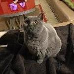 rami Colomiers France