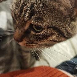 swala Passins France