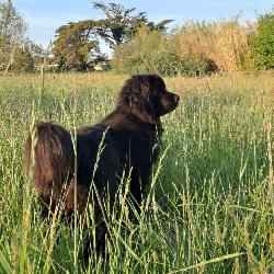 verohenry Saint-Georges-d'Ol&eacute;ron France