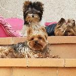 zazpomme Saint-Julien-les-Rosiers France