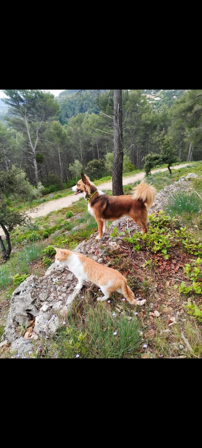 Home sitting Solli&egrave;s-Ville, France