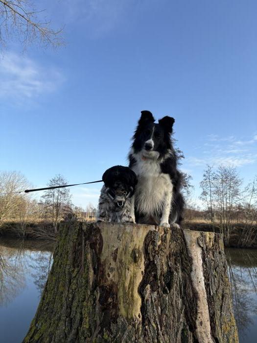 Home sitting Kooigem, Belgium